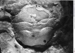 Historisches Foto von Goniodromites sp. (NHMW-AFW-GEO-BACHMAYER-FOTO-1990-0041-2367)